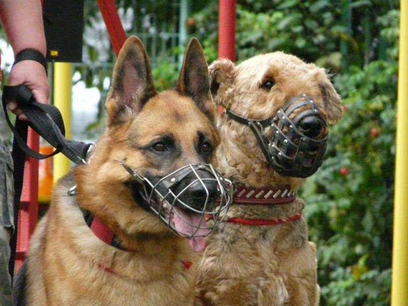 <br />
Потенциально опасные породы: каких собак нельзя выгуливать без намордника                