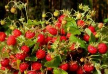 Приметы и поверья на Кирилла Солнцеворота 22 июня 2022 года