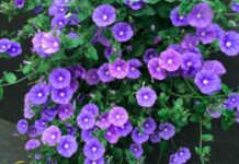 Приметы и поверья на Вьюна Зеленого 15 июня 2022 года: что нельзя делать в этот день