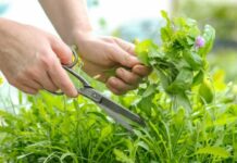 Сколько дней православные отмечают Троицу и почему в это время запрещено трудиться