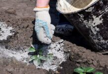 Скрытая опасность: каким растениям на огороде противопоказано удобрение золой