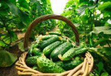 Советы огородникам: через сколько дней прорастают семена огурцов в открытом грунте