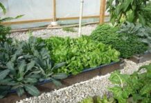 Спасаем огород: как применять нашатырный спирт от муравьев