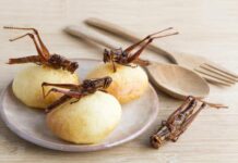 Телеведущий из Новосибирска рассказал, какой вкус у печенья из сверчков