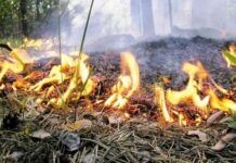 В России с 1 июня 2022 года выросли штрафы за разведение костра в лесу