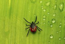 Врачи рассказали, куда клещи присасываются чаще всего