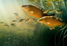 Запрет на купание и «угощение» для шиповника. Какие традиции сохранились на праздник Карп-карполов 8 июня