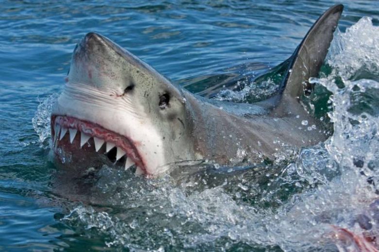 <br />
Акула-убийца: что известно о нападении хищника в Египте в июле 2022 года                