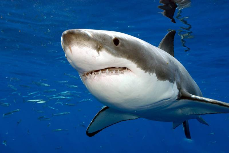 <br />
Акула-убийца: что известно о нападении хищника в Египте в июле 2022 года                