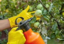 Через сколько дней после обработки сада и огорода пестицидами можно употреблять в пищу овощи и фрукты