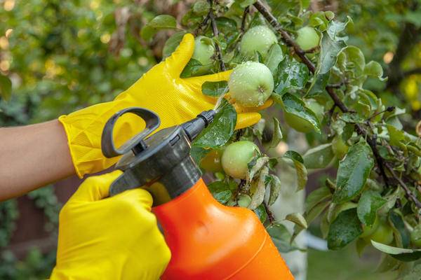<br />
Через сколько дней после обработки сада и огорода пестицидами можно употреблять в пищу овощи и фрукты                