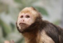 Что известно о состоянии здоровья девочки, на которую напала обезьяна в Мытищах