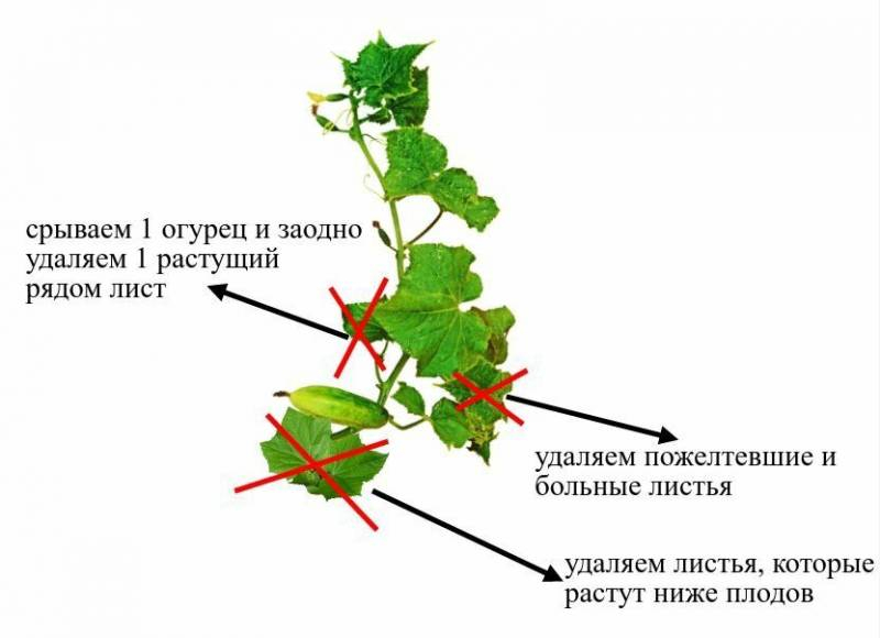 <br />
Дачный лайфхак, чтобы вдвое увеличить урожай огурцов                