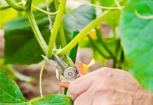 Дачный лайфхак, чтобы вдвое увеличить урожай огурцов