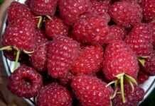 Эксперты рассказали, откуда берутся черви в малине