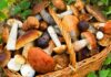 Есть ли грибы в Подмосковье сейчас, 5 июля 2022 года