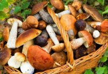 Есть ли грибы в Подмосковье сейчас, 5 июля 2022 года