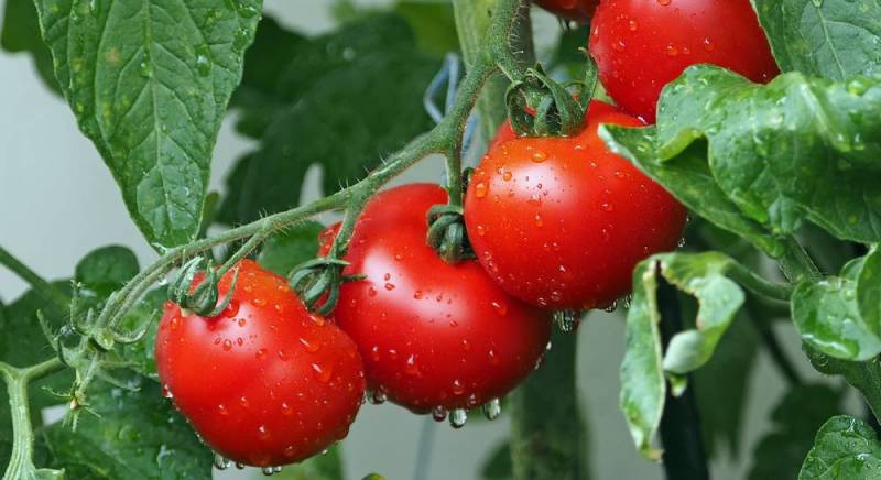 <br />
Как часто нужно поливать огурцы, помидоры и капусту, чтобы собрать богатый урожай                