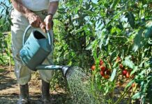 Как часто нужно поливать огурцы, помидоры и капусту, чтобы собрать богатый урожай