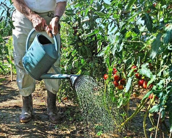 <br />
Как часто нужно поливать огурцы, помидоры и капусту, чтобы собрать богатый урожай                