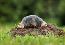 Как избавиться от кротов на дачном участке: работающие способы и мифы