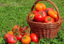 Как правильно поливать помидоры в открытом грунте: рекомендации дачников