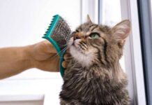 Как шерсть домашнего животного поможет увеличить урожай помидоров