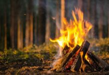 Какие лесные животные не боятся огня и могут напасть на человека при разведенном костре