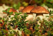 Народные приметы грибников: почему в этом году много грибов