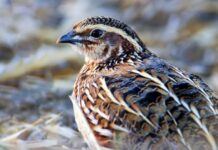 Не есть блюда из птицы и не плести косу: запреты дня Мефодия Перепелятника 3 июля