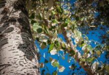 «Не спи под тополем, не стой под осиной»: каких деревьев боялись на Руси и почему