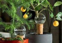 Отъезд в отпуск на месяц: как поливать цветы во время длительного отсутствия