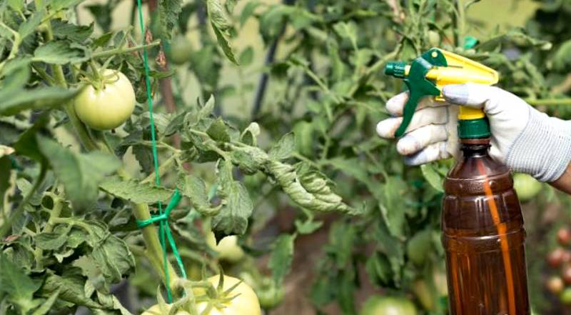 <br />
Подкормка томатов в июле 2022 года: как увеличить урожай помидоров                