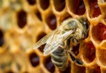 Приметы и поверья на Саввы Пчельника 2 июля 2022 года, что нельзя делать в этот день