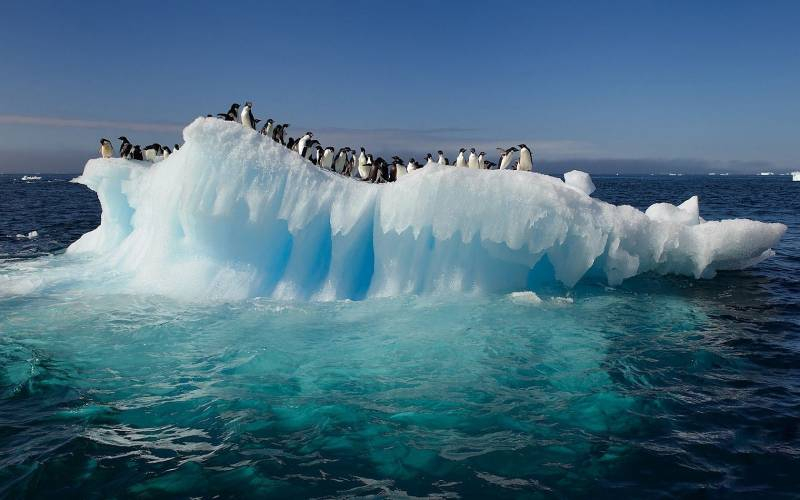 <br />
В подводном мире Антарктиды были найдены живые существа                