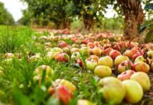 Что делать, если яблоки падают с яблони раньше поспевания