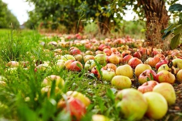 <br />
Что делать, если яблоки падают с яблони раньше поспевания                