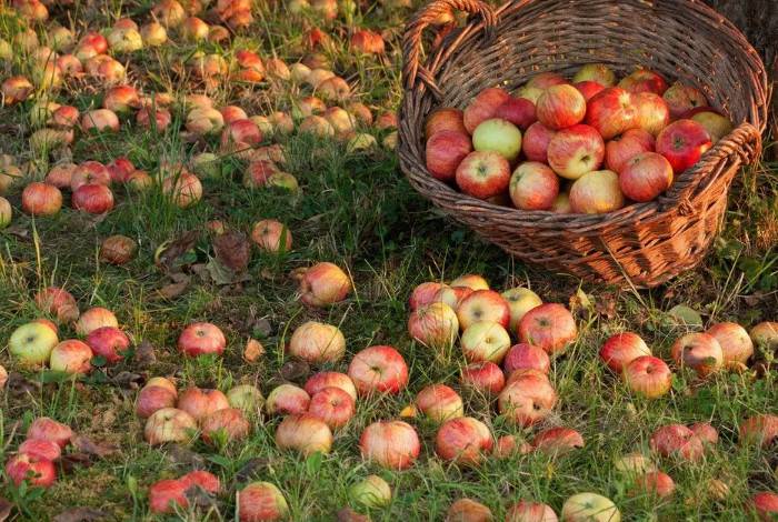 <br />
Что делать, если яблоки падают с яблони раньше поспевания                