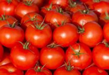 Что нужно для ускорения роста помидоров в августе: полезные советы