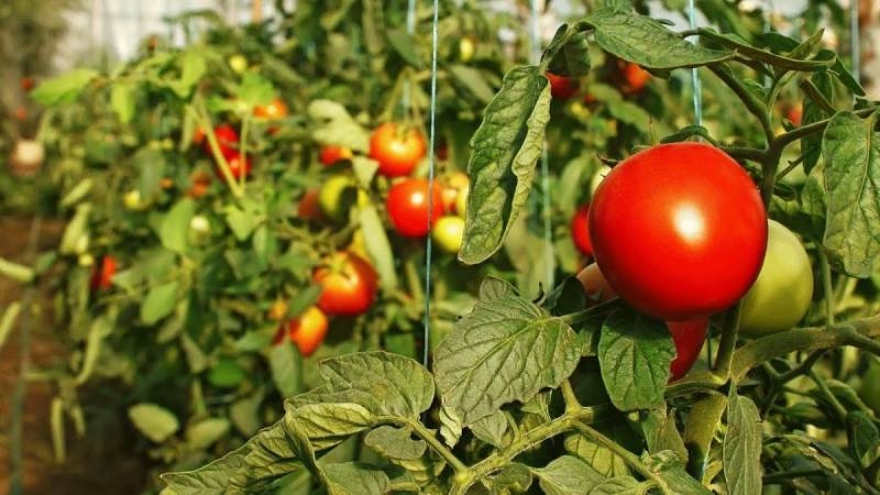 <br />
Что нужно для ускорения роста помидоров в августе: полезные советы                