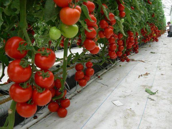 <br />
Что нужно для ускорения роста помидоров в августе: полезные советы                