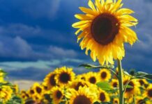 Гороскоп Ирины Богдан на 1 августа 2022 года для всех знаков зодиака