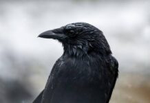 Какие приметы указывают на скорую смерть и грядущие несчастья