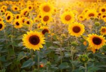 Мирон-ветрогон 30 августа 2022 года: приметы и поверья, что нельзя делать в этот день