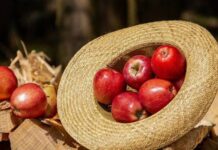 Народные приметы на Яблочный Спас 19 августа 2022 года: как привлечь удачу на весь год