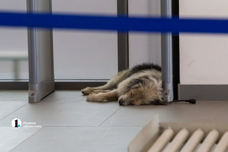 Нашлись хозяева собаки, которую якобы бросили в челябинском аэропорту