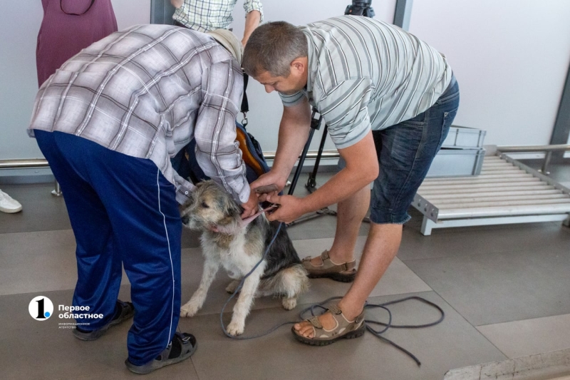Нашлись хозяева собаки, которую якобы бросили в челябинском аэропорту