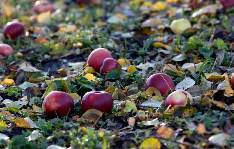 <br />
Падалица не пропадет: что сделать с ненужными опавшими плодами яблок и груш                