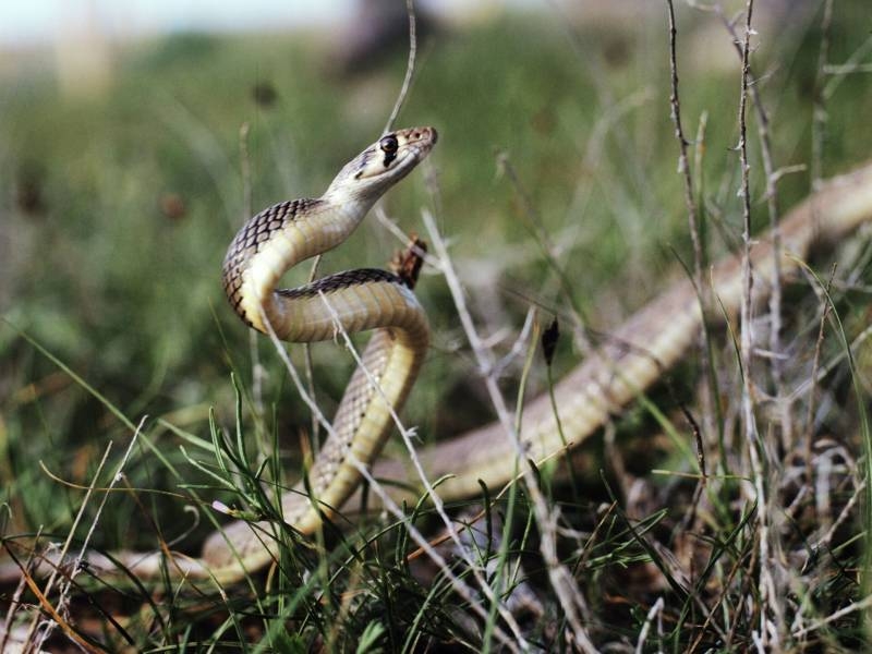 <br />
Почему на праздник Матфея Змеесоса 22 августа змеи становились наиболее опасными                