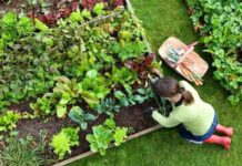 Посадка овощей в августе: какие культуры можно сеять в огороде